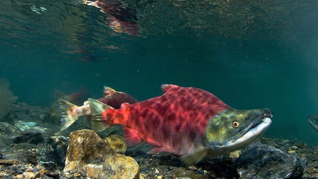 sockeye salmon