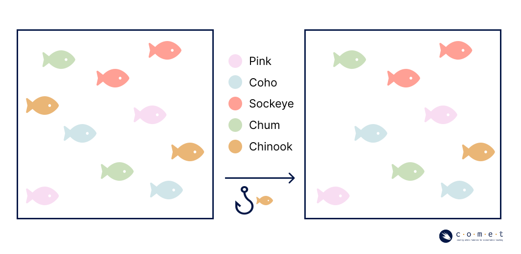 A visual of a pond with ten salmon, and the resulting pond of nine salmon after one salmon as been removed.